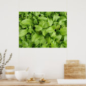 Nasturtium Seedlings Print Poster (Küche)