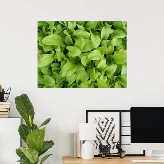 Nasturtium Seedlings Print Poster (Heimbüro)