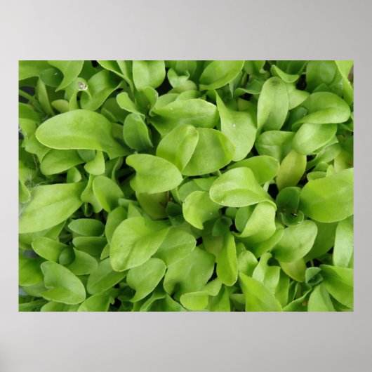 Nasturtium Seedlings Print Poster (Vorne)