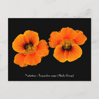 Nasturtium - Tropaeolum majus Postkarte