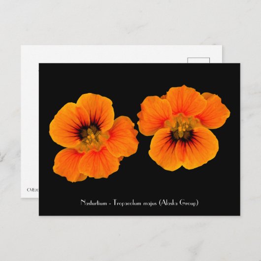 Nasturtium - Tropaeolum majus Postkarte (Vorne/Hinten)