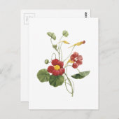 nasturtium(Tropaeolum majus) von Redouté Postkarte (Vorne/Hinten)