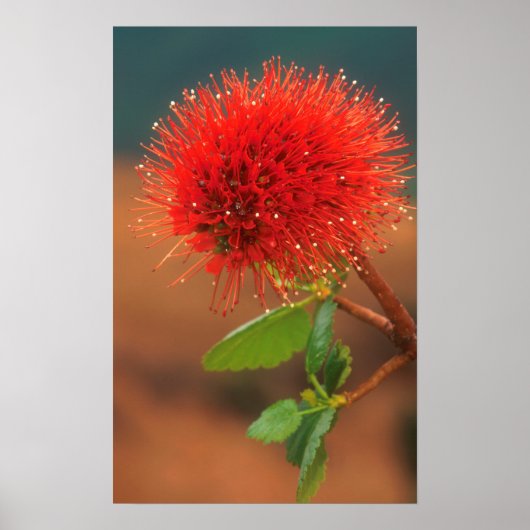 Natal Bottlebrush (Greyia Sutherlandii) Flower Poster (Vorne)