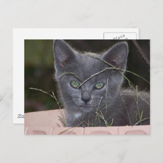 Natasha Hiding Postkarte (Vorne/Hinten)