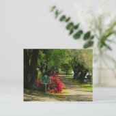 Natchez City Friedhof Postkarte (Stehend Vorderseite)