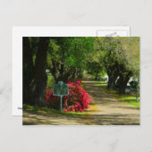 Natchez City Friedhof Postkarte (Vorne/Hinten)
