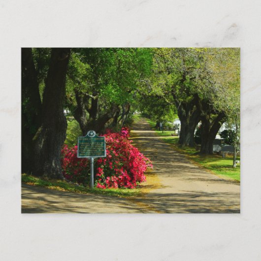 Natchez City Friedhof Postkarte (Vorderseite)
