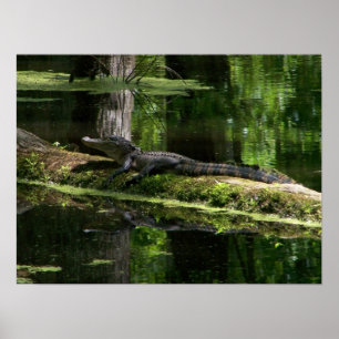 Natchez Trace Gator (3) Poster