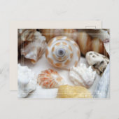 Natica Jewel Box Kitten's Paw Seashells Postcard Postkarte (Vorne/Hinten)