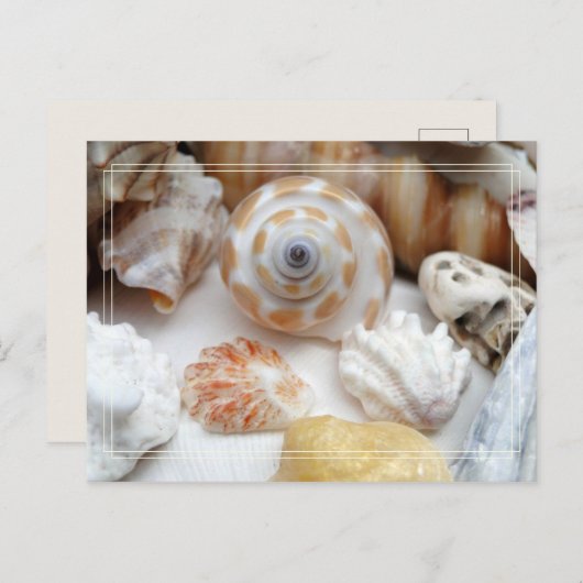 Natica Jewel Box Kitten's Paw Seashells Postcard Postkarte (Vorne/Hinten)