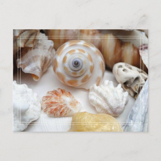 Natica Jewel Box Kitten's Paw Seashells Postcard Postkarte (Vorderseite)