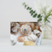 Natica Jewel Box Kitten's Paw Seashells Postcard Postkarte (Stehend Vorderseite)