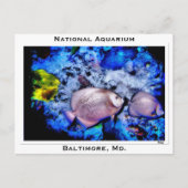 National Aquarium, Baltimore, Md. Postkarte (Vorderseite)