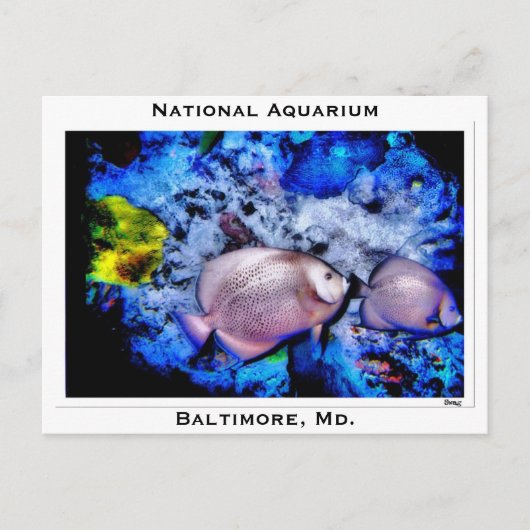 National Aquarium, Baltimore, Md. Postkarte (Vorderseite)