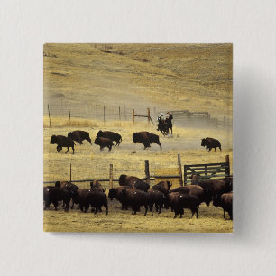 National Bison Range Roundup in Montana Button