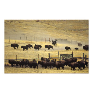 National Bison Range Roundup in Montana Fotodruck