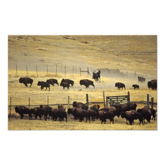 National Bison Range Roundup in Montana Fotodruck (Vorne)