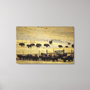 National Bison Range Roundup in Montana Leinwanddruck