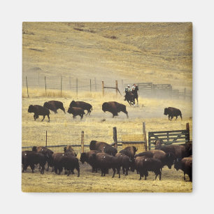 National Bison Range Roundup in Montana Magnet