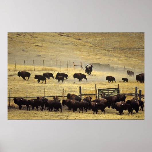 National Bison Range Roundup in Montana Poster (Vorne)