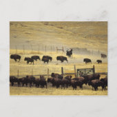 National Bison Range Roundup in Montana Postkarte (Vorderseite)