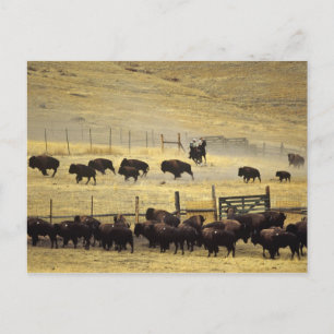 National Bison Range Roundup in Montana Postkarte