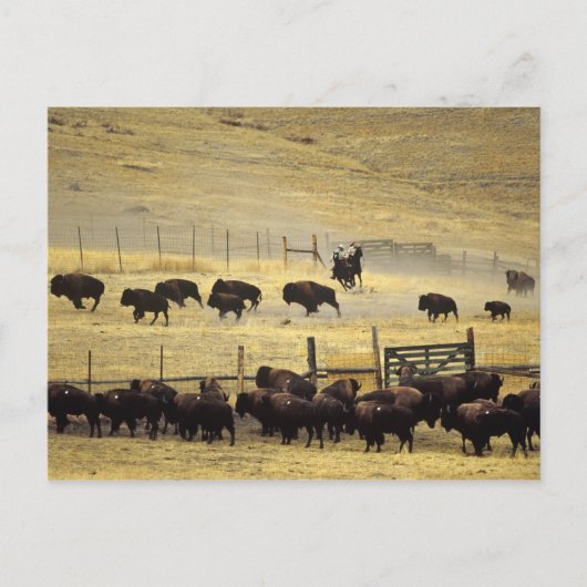 National Bison Range Roundup in Montana Postkarte (Vorderseite)