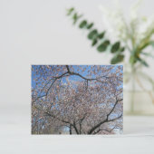 National Cherry Blossom Festival Washington DC 200 Postkarte (Stehend Vorderseite)