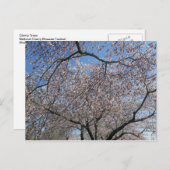 National Cherry Blossom Festival Washington DC 200 Postkarte (Vorne/Hinten)