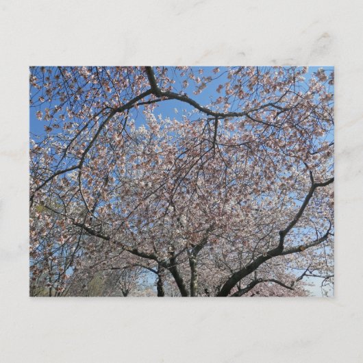 National Cherry Blossom Festival Washington DC 200 Postkarte (Vorderseite)