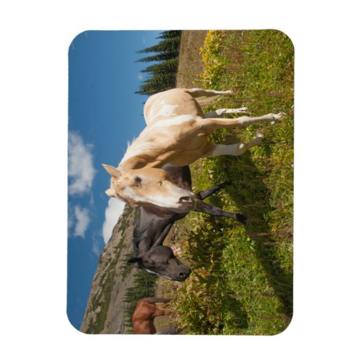 National Park North Cascades Magnet (Vertikal)