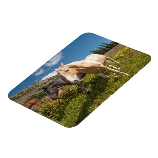 National Park North Cascades Magnet (Linke Seite)