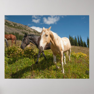 National Park North Cascades Poster