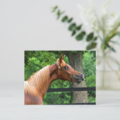 National Show Horse Postkarte (Stehend Vorderseite)
