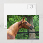 National Show Horse Postkarte (Vorne/Hinten)