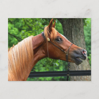 National Show Horse Postkarte