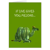 National Watermelone Day Dromedary (Vorne)