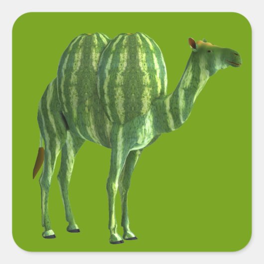 National Watermelone Day Dromedary Quadratischer Aufkleber (Vorderseite)