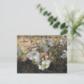 Nationale Mayhaw-Blume Postkarte (Stehend Vorderseite)