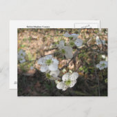 Nationale Mayhaw-Blume Postkarte (Vorne/Hinten)