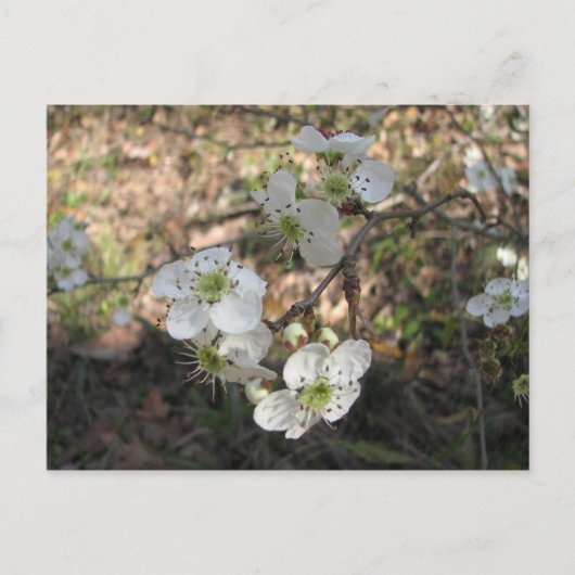 Nationale Mayhaw-Blume Postkarte (Vorderseite)
