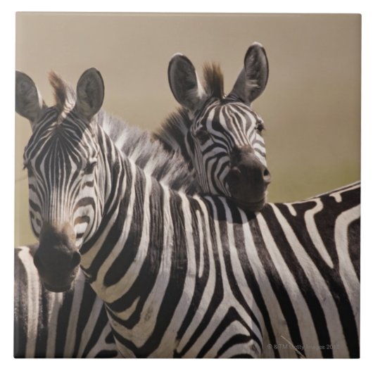 Nationale Reserve Masai-Maras, Kenia, 3 im Juli Fliese (Vorderseite)