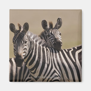 Nationale Reserve Masai-Maras, Kenia, 3 im Juli Magnet