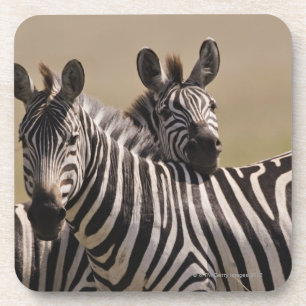 Nationale Reserve Masai-Maras, Kenia, 3 im Juli Untersetzer