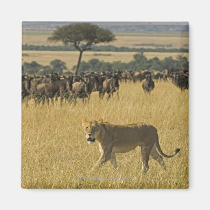 Nationale Reserve Masai-Maras, Kenia, Afrika Magnet
