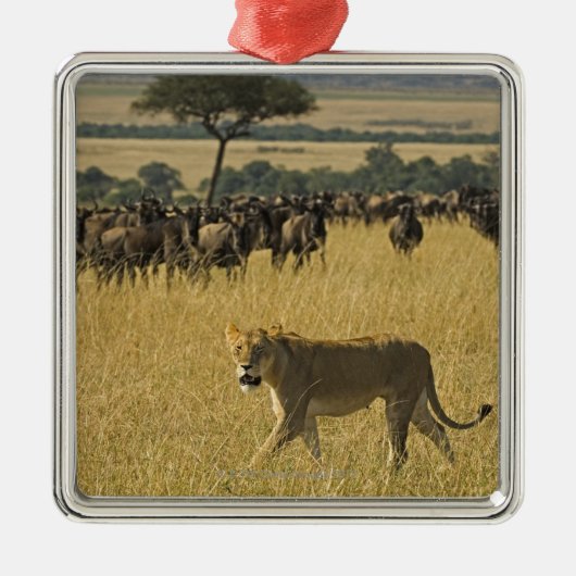 Nationale Reserve Masai-Maras, Kenia, Afrika Silbernes Ornament (Vorne)