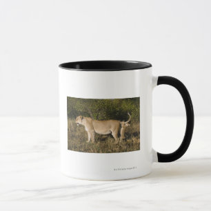 Nationale Reserve Masai-Maras, Kenia Tasse