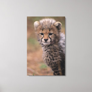 Nationale Reserve Masai-Maras Leinwanddruck