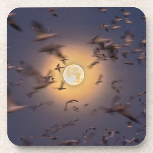 Nationale Schutzhütte Bosque del Apache Getränkeuntersetzer (Vorderseite)