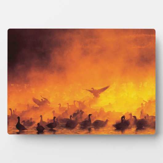 Nationale Schutzhütte Bosque del Apache, NM Fotoplatte (Vorderseite)